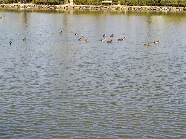 大村公園　池